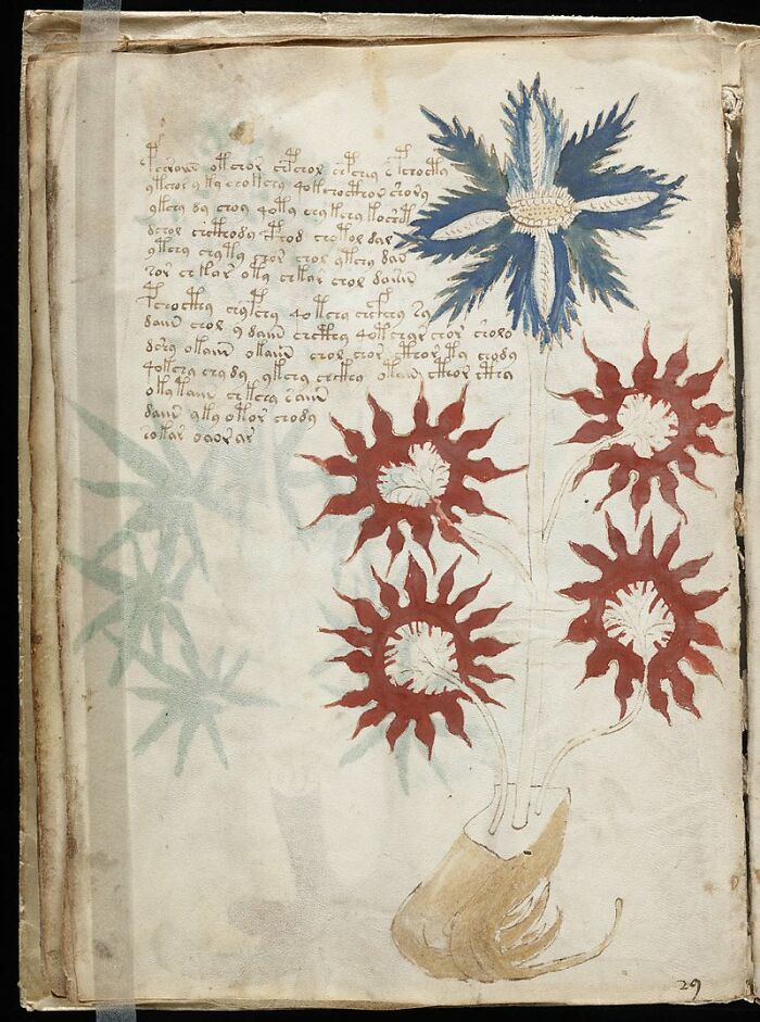 Ilustración misteriosa de flores en manuscrito antiguo con texto en idioma no descifrado, foto real inexplicada.