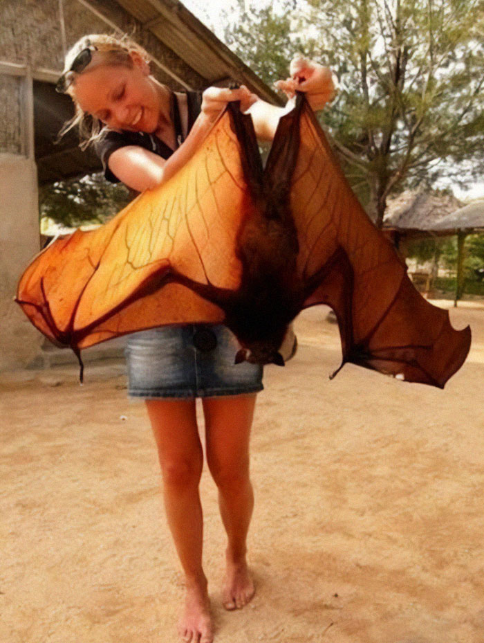 Mujer sostiene un enorme murciélago mostrando el tamaño real en comparación con el cuerpo humano al aire libre.