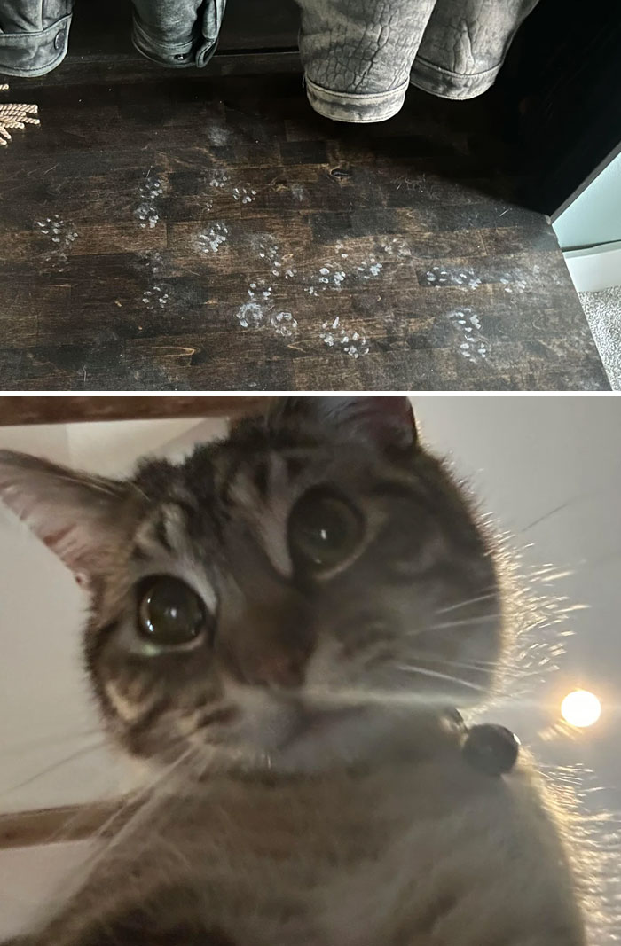 Huellas adorables de patas de gato en el suelo junto a un gato curioso que mira desde cerca de cámara.