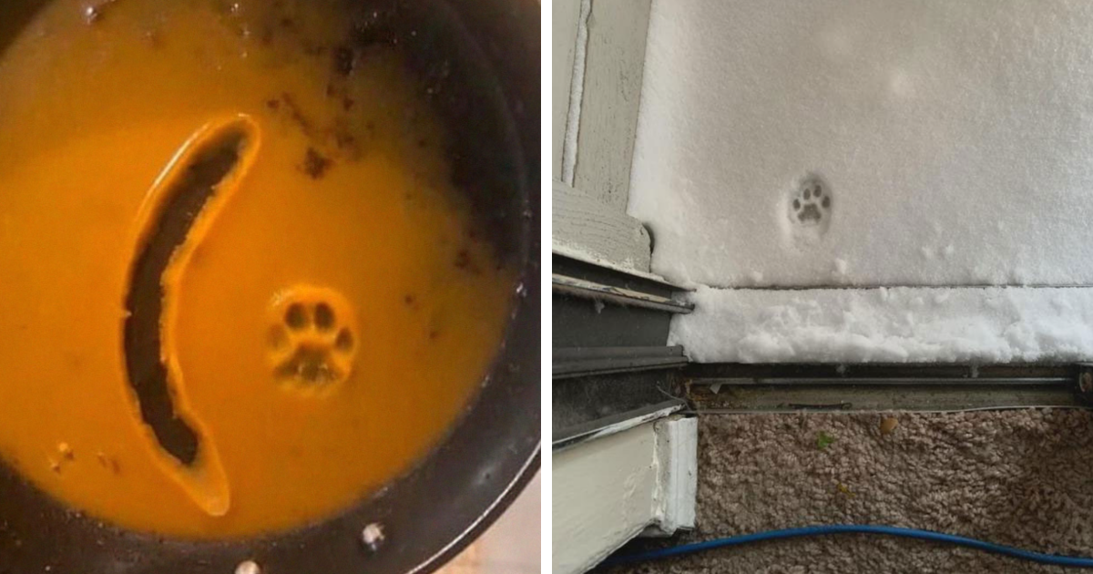 Huellas adorables de patas de gato en sopa y nieve, capturando momentos sin maullidos en diferentes superficies.