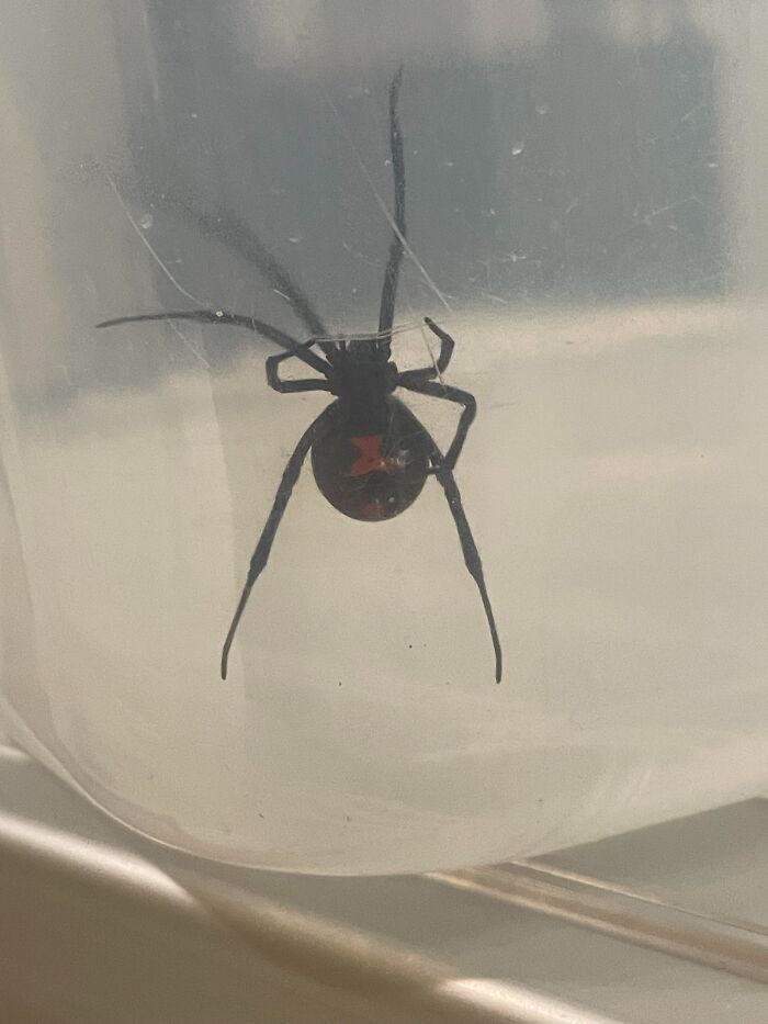 Araña viuda negra con marca roja en el abdomen dentro de un recipiente, ilustrando peligro sin conciencia humana.