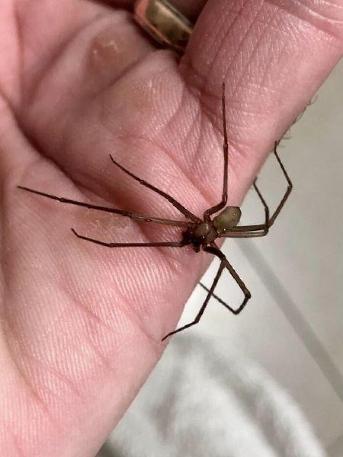 Araña peligrosa sostenida en la mano de una persona, mostrando el peligro sin darse cuenta.