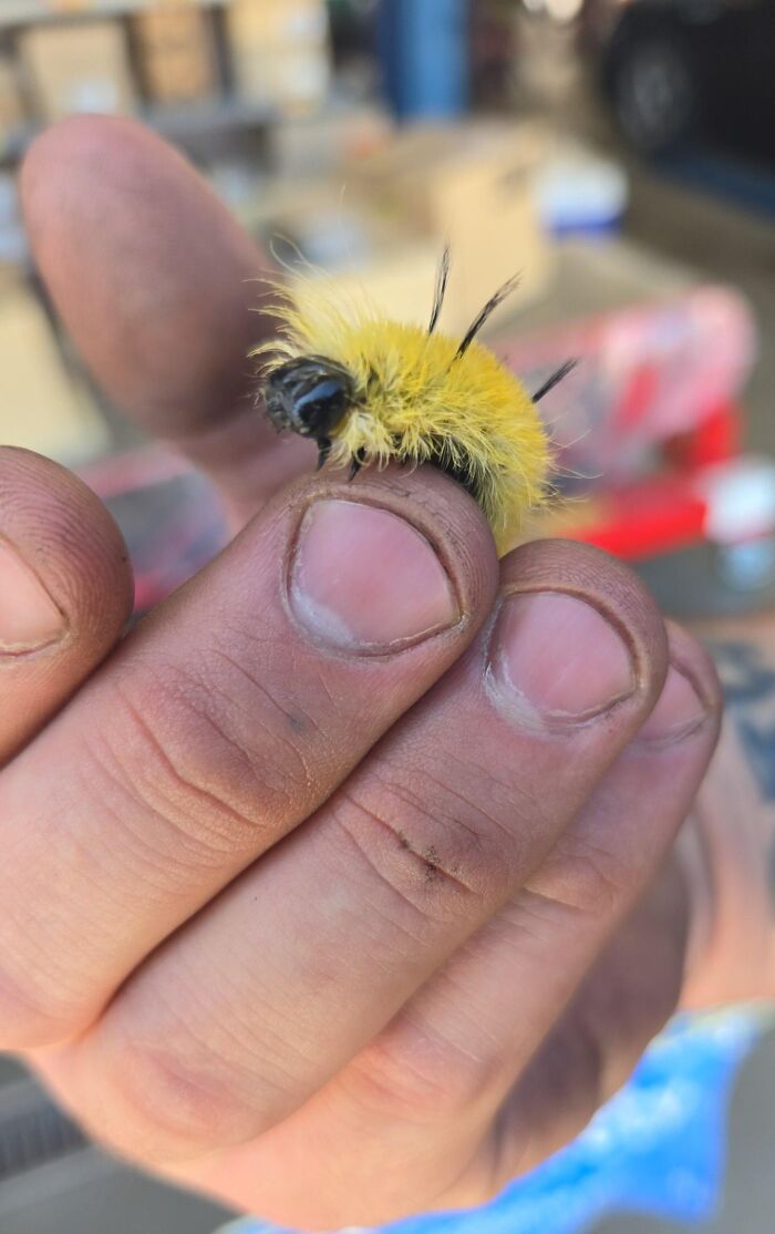 Mano sosteniendo oruga amarilla con pelos negros, un ejemplo de personas que hicieron algo sin saber lo peligroso que era.