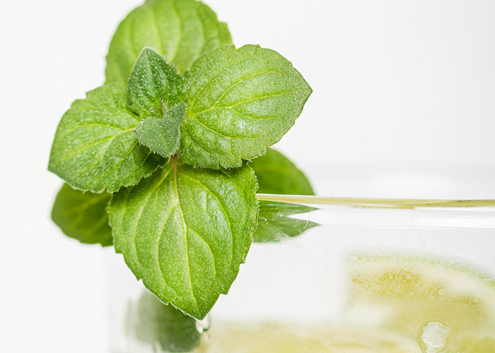 Ramo de hojas verdes frescas sobre vaso transparente con bebida clara efervescente en fondo blanco.