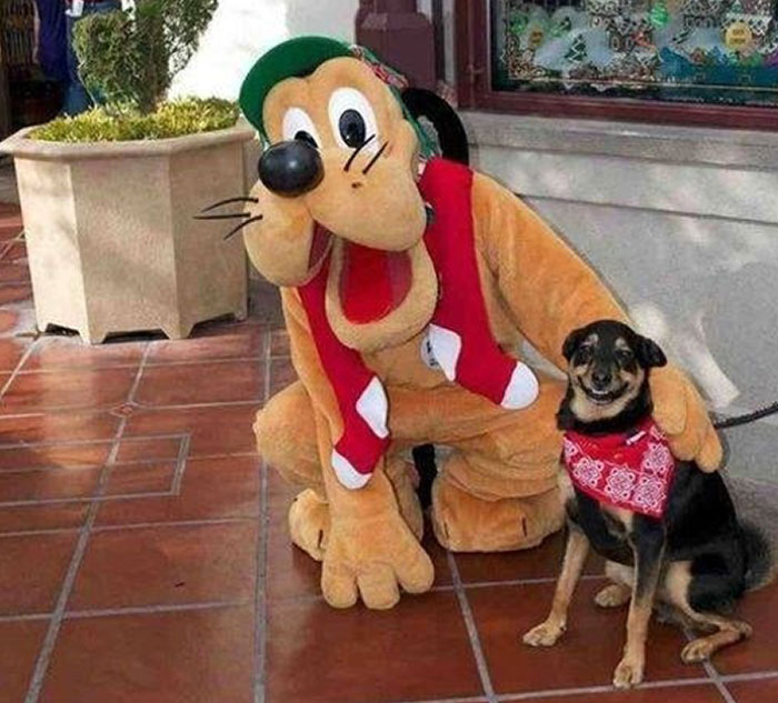 Persona disfrazada junto a perro sonriente en parque de diversiones mostrando gran sentido del humor.