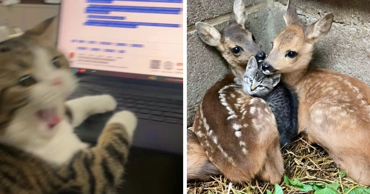 Gato con aura poderosa sorprendido frente a una computadora y gato con aura poderosa abrazado por dos cervatillos.