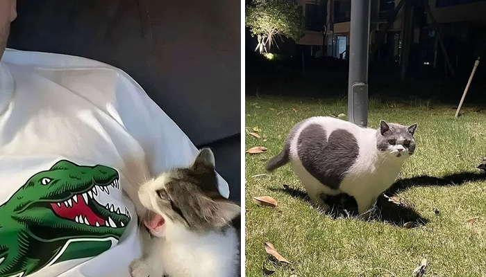 25 Gatos adorables que podrían ser los protagonistas de su propia comedia