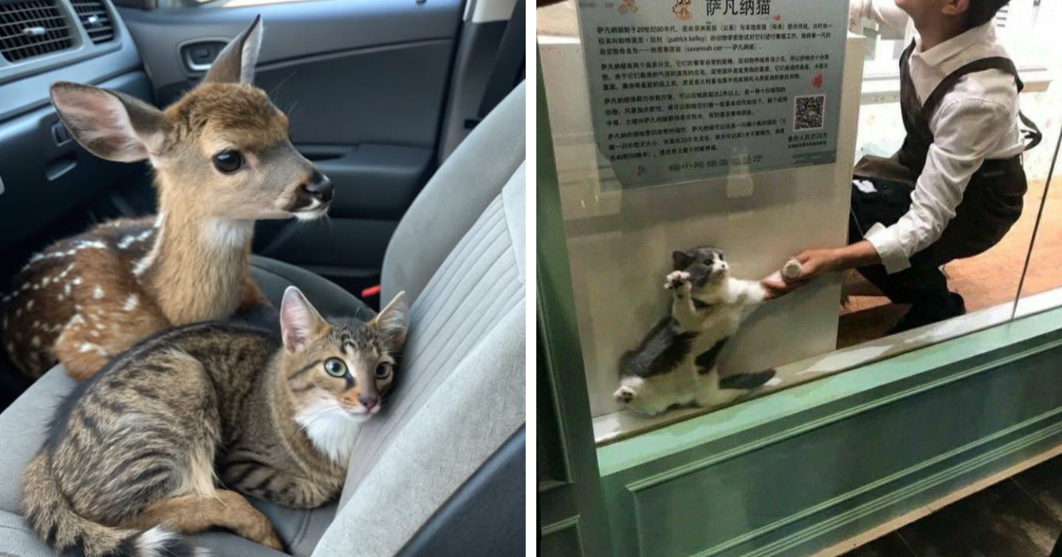 Gatos adorables en situaciones curiosas y graciosas que podru00edan protagonizar su propia comedia.