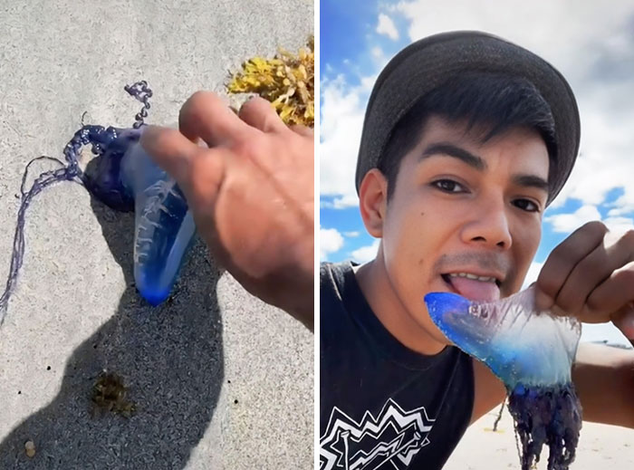 Hombre toca y lame animal marino azul en la playa, ejemplo de influencers tomando decisiones tontas y divertidas.