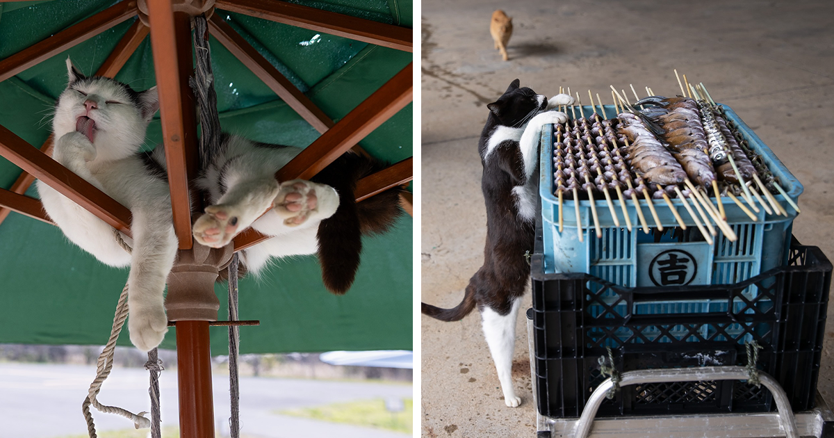 Gatos callejeros de Tokio mostrando curiosidad y descanso en entorno urbano, capturados en fotografu00edas de Masayuki Oki.
