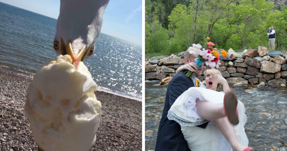 Gaviota robando helado en la playa y pareja de reciu00e9n casados sorprendida al caer cerca de un ru00edo en fotos sacadas en el momento justo.