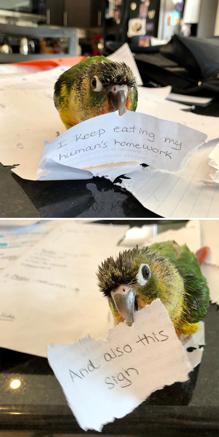 Loro devorando tareas escritas en papel, mostrando las divertidas cosas por las que las mascotas fueron avergonzadas.