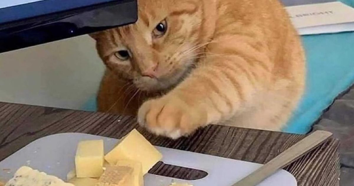 Gato naranja cau00f3tico intentando tomar un trozo de queso en una mesa con mirada concentrada.