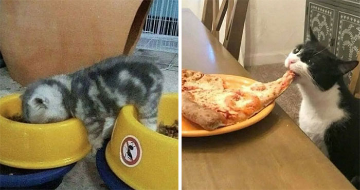 30 Gatos caóticos siendo ellos mismos