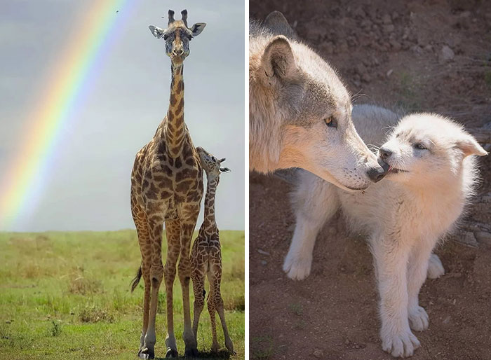 31 Adorables fotos de fauna que celebran a las madres y sus crías