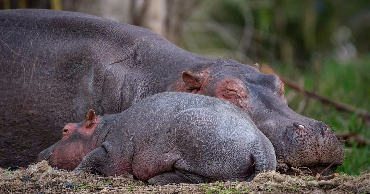 Hipopu00f3tama adulta y su cru00eda descansando juntas, adorables fotos de fauna que muestran el vu00ednculo maternal en la naturaleza.