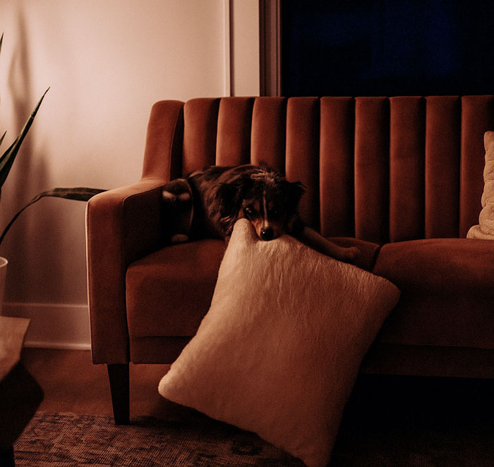 Perro recostado en un sofá marrón oscuro en sala de estar iluminada con luz tenue, momento inesperado y vergonzoso.