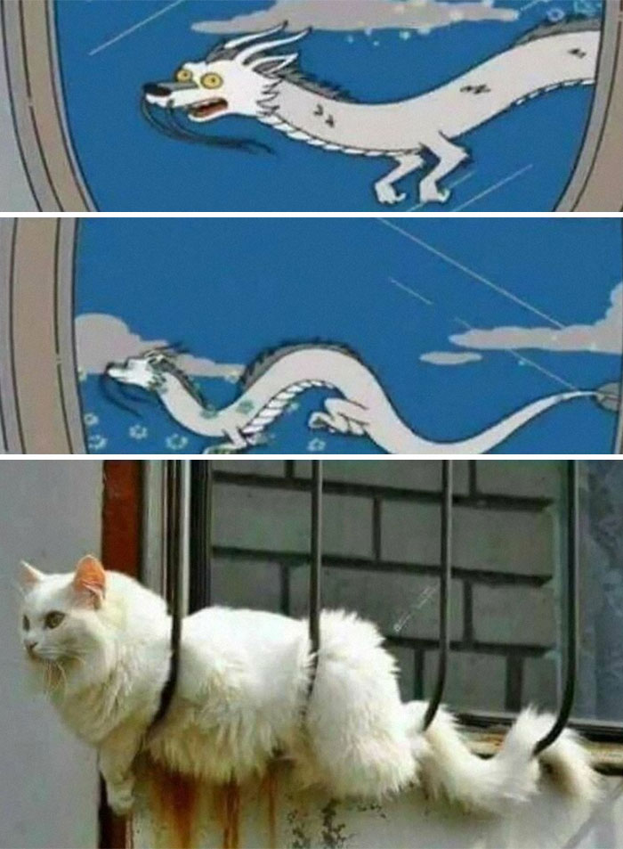 Gato blanco atascado entre barrotes, con imagen animada de dragón que recuerda memes adorables de gatos divertidos.