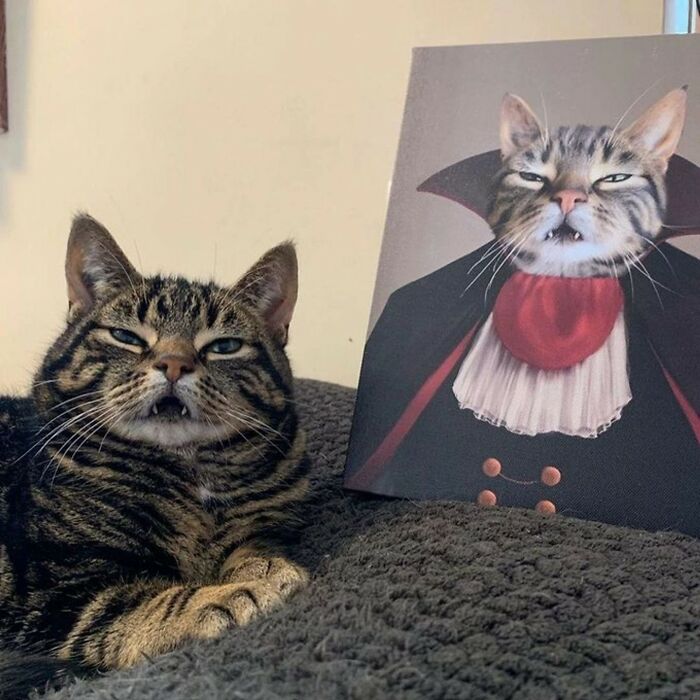 Gato con expresión divertida acostado junto a un retrato que lo muestra en un disfraz, perfecto para catwalk y comedia felina. Gato con expresión divertida acostado junto a un retrato que lo muestra en un disfraz, perfecto para catwalk y comedia felina.