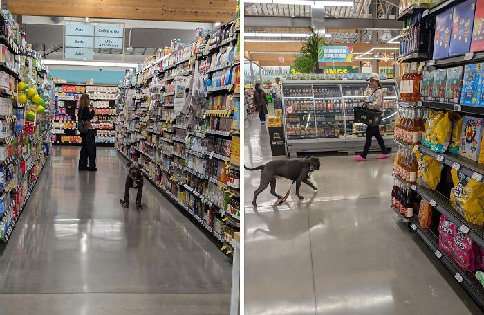 Perro caminando libremente en supermercado, mientras personas observan, mostrando acciones expuestas y comportamiento inapropiado.