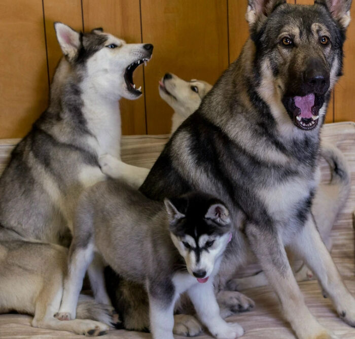 Cuatro perros huskies en una pose incómoda y familiar, creando una foto familiar memorable y divertida.