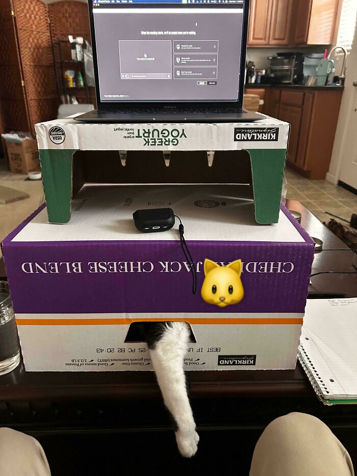 Laptop sobre cajas apiladas con gato dentro, mostrando una de las 50 molestias leves pero muy irritantes.
