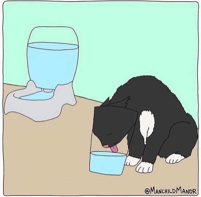 Perro negro con manchas blancas bebiendo agua en cómic sobre las pequeñas absurdidades de la vida cotidiana.