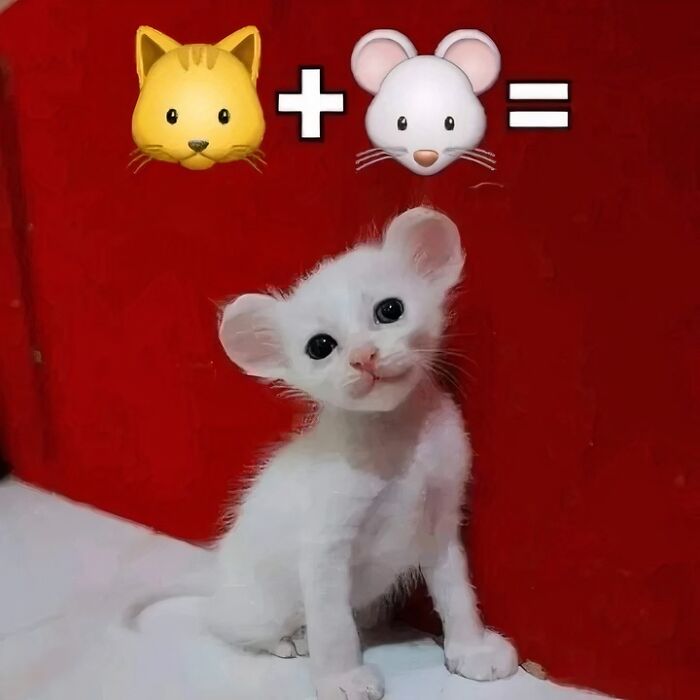 Gatito blanco con orejas grandes, combinación divertida de gato y ratón, imagen adorable para amantes de kitties. Gatito blanco con orejas grandes, combinación divertida de gato y ratón, imagen adorable para amantes de kitties.