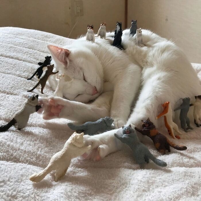 Gato blanco dormido rodeado de pequeñas figuras de gatitos, escena adorable y divertida con kitties purr-fect. Gato blanco dormido rodeado de pequeñas figuras de gatitos, escena adorable y divertida con kitties purr-fect.