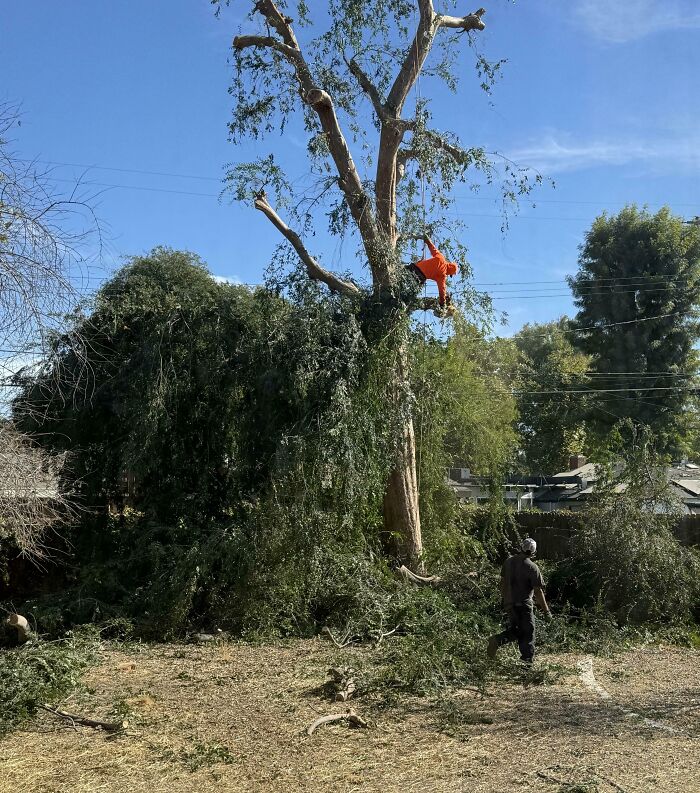 Persona vestida de naranja atrapada en árbol al podar, una de las molestias leves pero muy molestas del día a día.