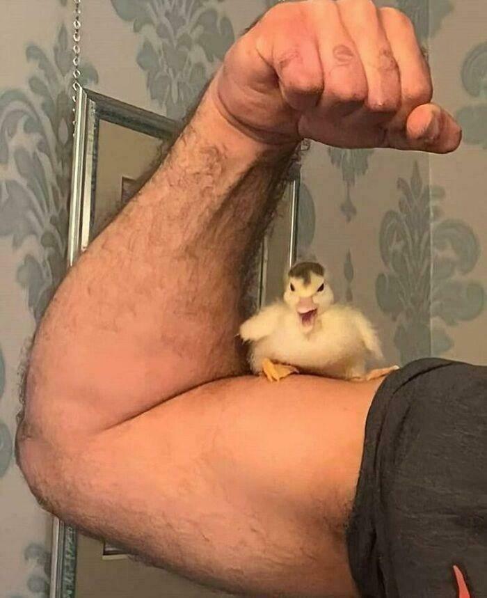 Brazos musculosos con un pollito posando, imagen divertida que representa fotos que impactan y hacen reír al grupo en línea.