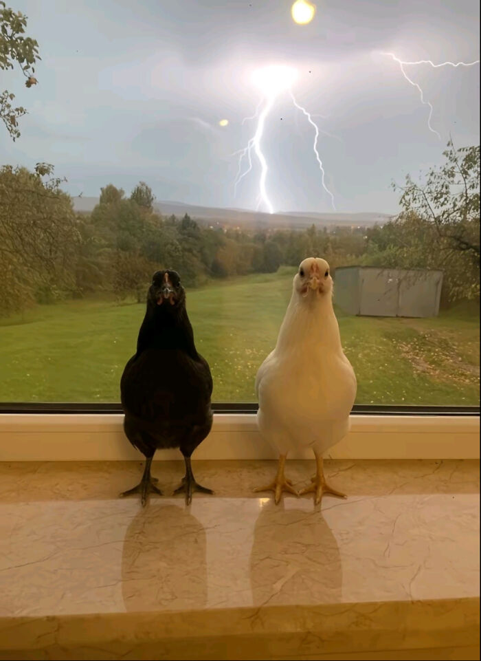 Dos gallinas, una negra y una blanca, posando en una ventana con un rayo intenso afuera en una foto que impacta.