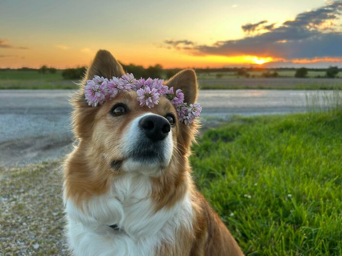 Perro con corona de flores en campo al atardecer, representando sueños cottagecore en un entorno rural tranquilo.