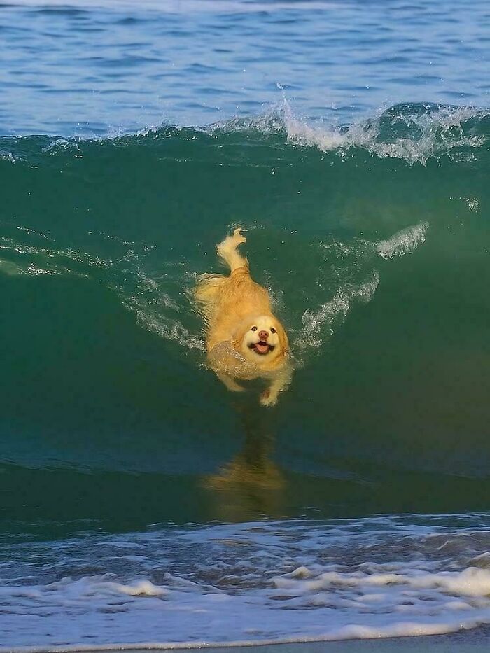 Perro atrapado en la ola, momento capturado antes de un desastre inminente en la playa con agua azul.