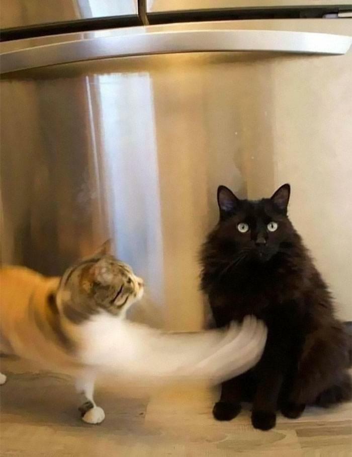 Dos gatos, uno blanco con manchas y otro negro, momento capturado justo antes de una posible pelea o desastre.