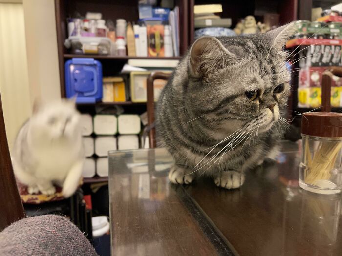 Gato gris sentado en mesa mientras un gato blanco borroso salta al fondo, capturando el momento antes de un desastre.
