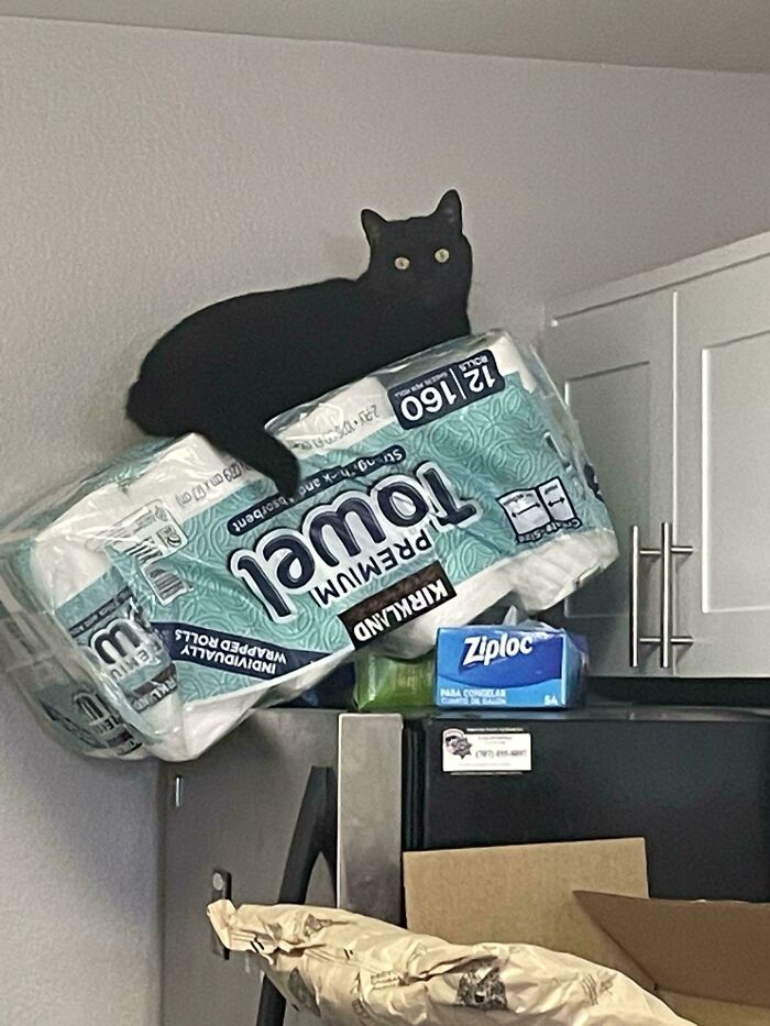 Gato negro a punto de caer sobre paquete de papel higiénico, capturando el momento antes de un desastre en casa.