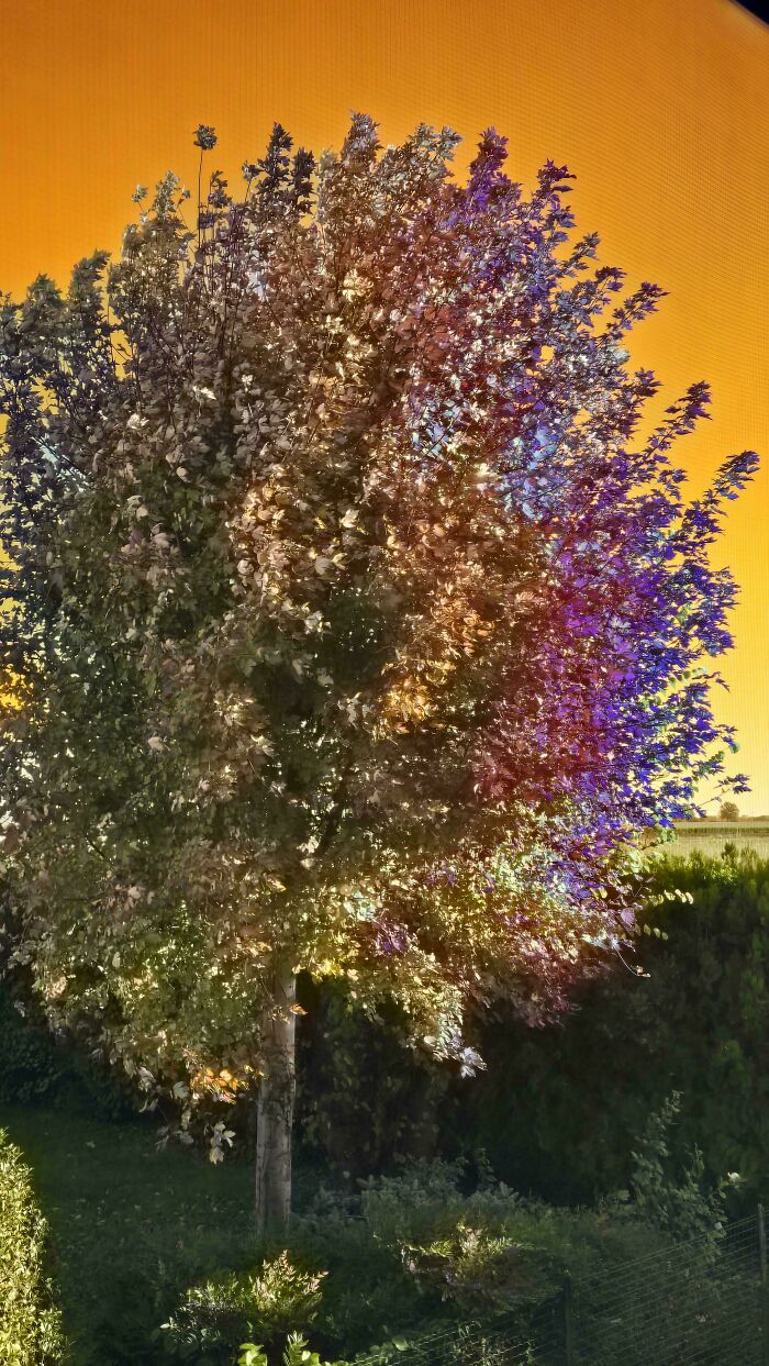 Árbol colorido con luz extraña y ambiente surrealista evocando sensaciones de cosas extrañas sin explicación.