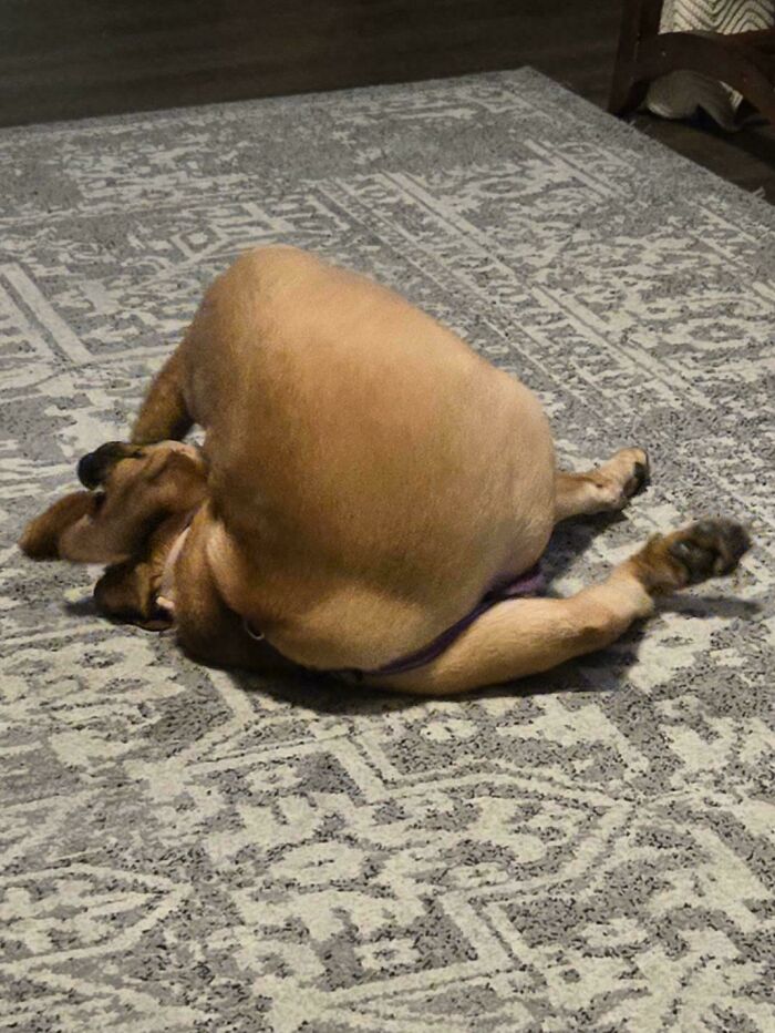 Perro en posición extraña en una alfombra, ilustrando experiencias extrañas difíciles de explicar.