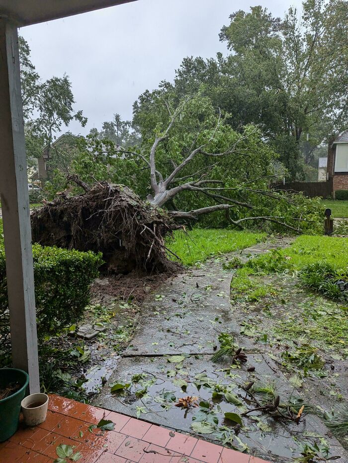 Árbol caído tras tormenta, reflejando fotos para recordar que siempre puede empeorar hoy.