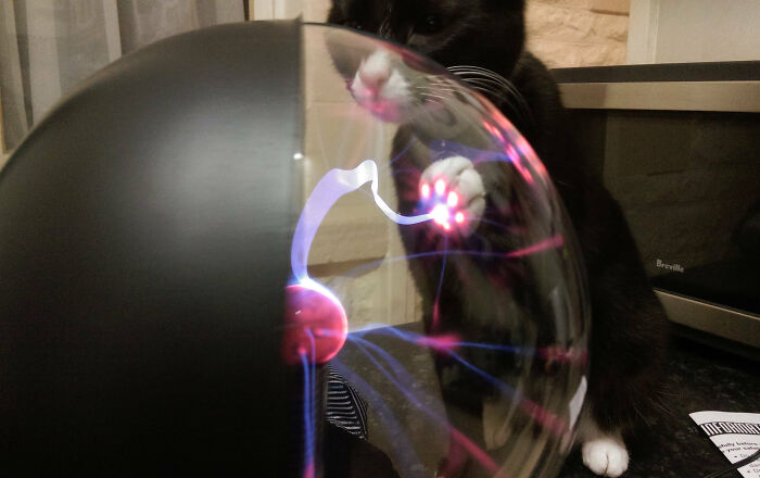 Gato negro interactuando con esfera de plasma iluminada, ejemplo de algo muy random que la gente encontró y fotografió.
