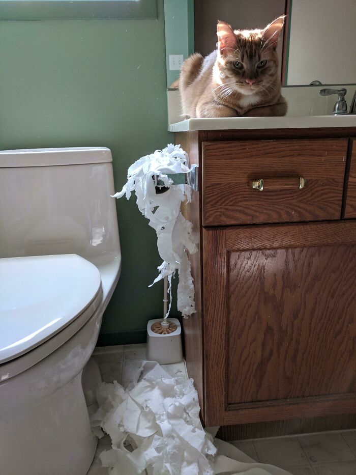 Gato posando en un baño con papel higiénico destrozado en el suelo, ejemplo de venganza pequeña y satisfactoria.