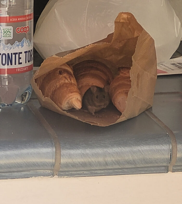Ratón dentro de una bolsa con croissants en una encimera, recordando que el día puede empeorar con estas fotos impactantes.
