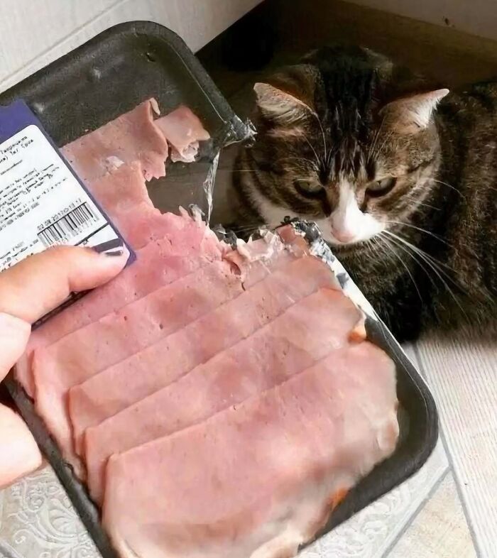 Gato mirando carne en un paquete mordido, imagen extraña y bizarra que no es para personas fácilmente ofendidas.