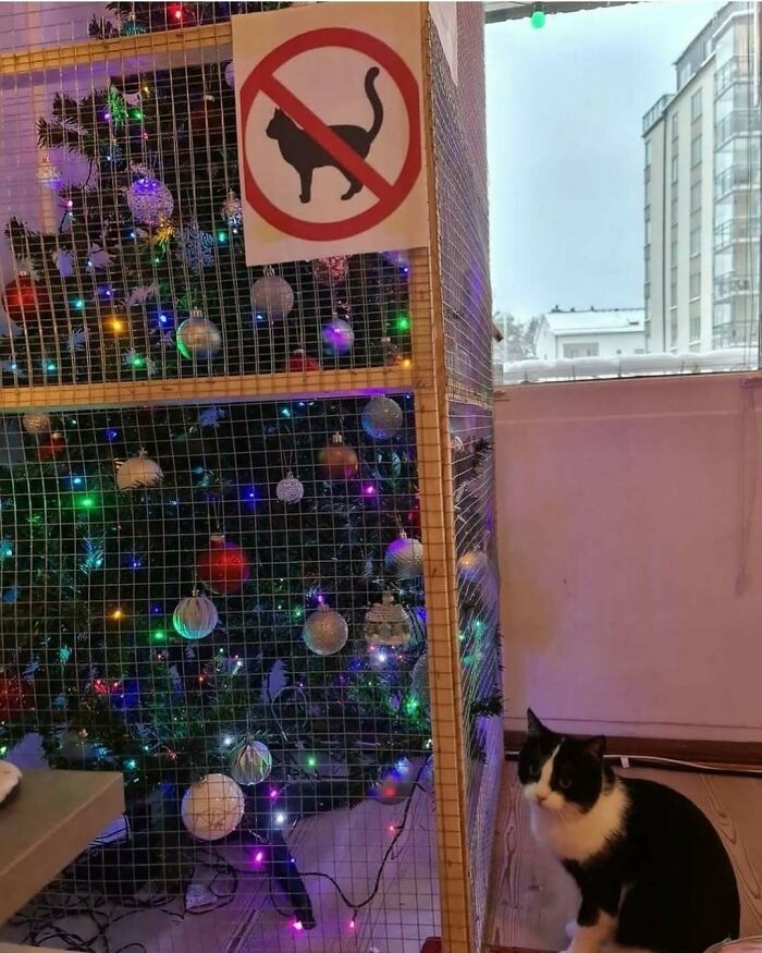 Gato negro y blanco observa árbol de Navidad decorado y protegido con malla, reflejando amor por los kitties en entornos festivos. Gato negro y blanco observa árbol de Navidad decorado y protegido con malla, reflejando amor por los kitties en entornos festivos.