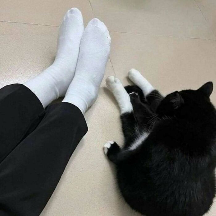 Gato negro y blanco acostado en el suelo junto a pies con calcetas blancas, imagen de kitties purr-fect para humor y pasarela. Gato negro y blanco acostado en el suelo junto a pies con calcetas blancas, imagen de kitties purr-fect para humor y pasarela.