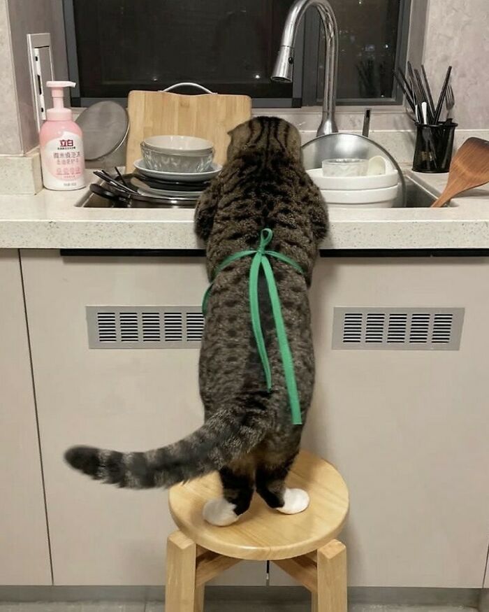 Gato con delantal verde sobre un taburete en la cocina, pareciendo listo para un desfile de gatos divertido y adorable. Gato con delantal verde sobre un taburete en la cocina, pareciendo listo para un desfile de gatos divertido y adorable.