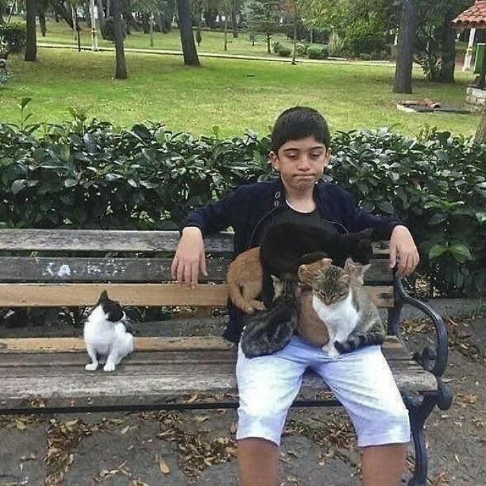 Joven en un banco del parque rodeado de varios gatitos purr-fect listos para su propia pasarela y comedia. Joven en un banco del parque rodeado de varios gatitos purr-fect listos para su propia pasarela y comedia.