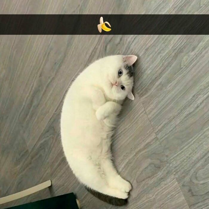 Gato blanco y gris acostado en el suelo de madera mostrando ternura, ejemplo adorable de kitties para catwalk y comedia. Gato blanco y gris acostado en el suelo de madera mostrando ternura, ejemplo adorable de kitties para catwalk y comedia.