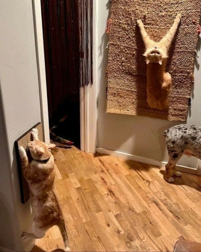 Gato naranja trepando una alfombra y otro estirándose en la pared, mostrando felinos dignos de una pasarela felina. Gato naranja trepando una alfombra y otro estirándose en la pared, mostrando felinos dignos de una pasarela felina.